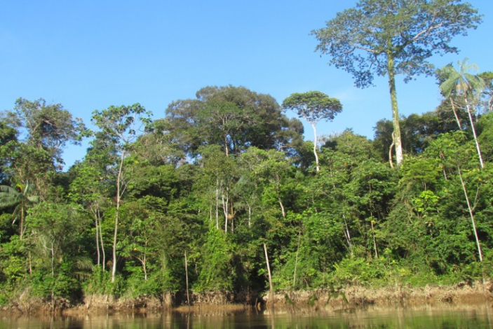 Yasuni