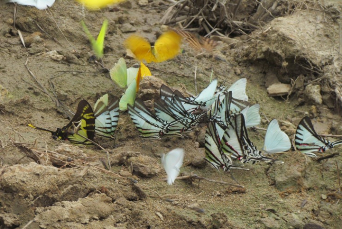 Mariposas