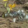 Mariposas